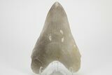 7.4" Realistic, Carved Smoky Quartz Megalodon Tooth - Replica - Photo 2